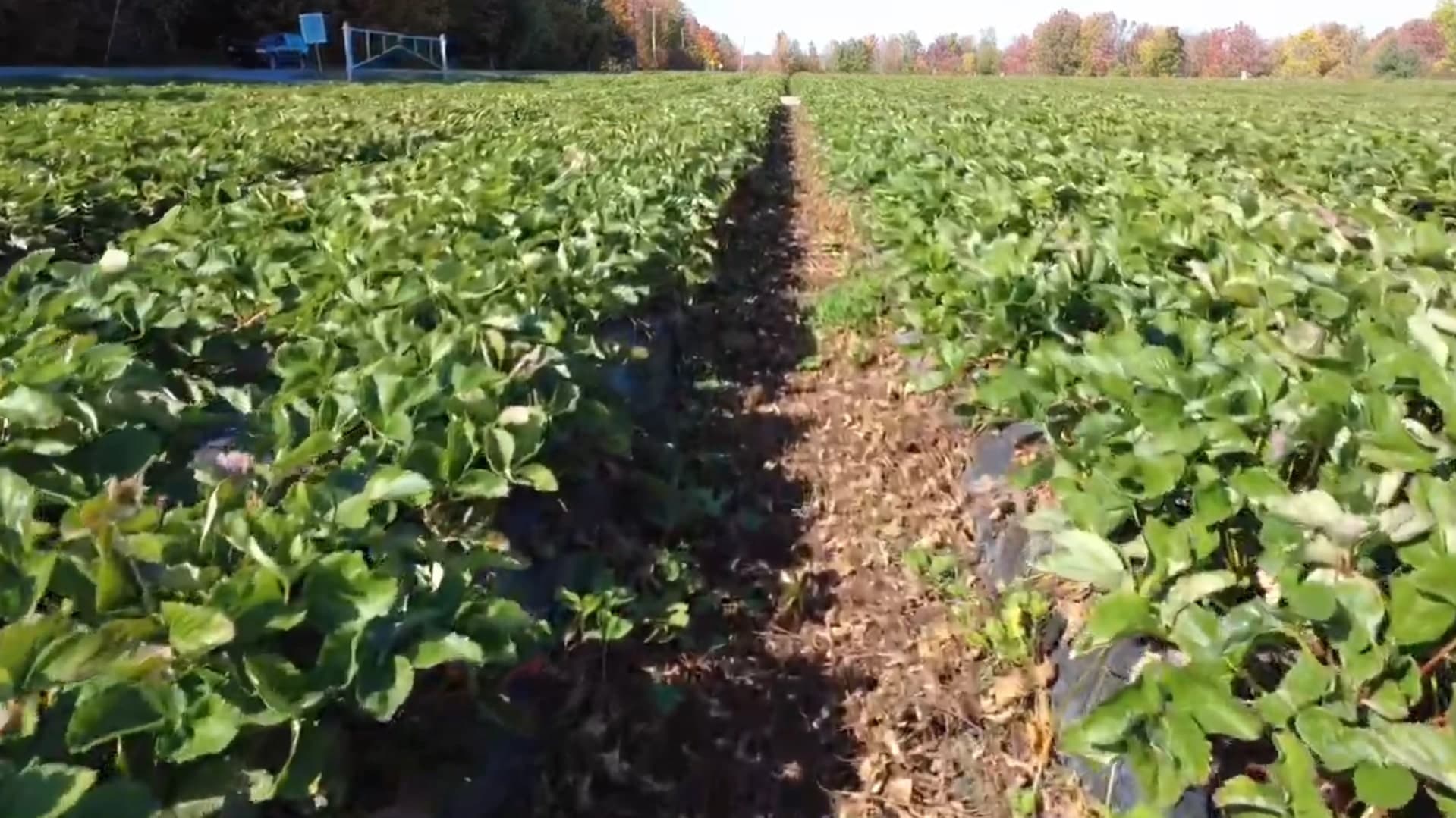 Ploomba autonomous wagon in strawberry field